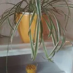 Lori Apartmán *
