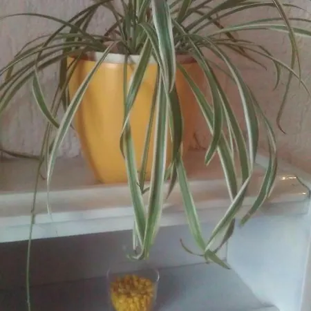 Lori Apartman *